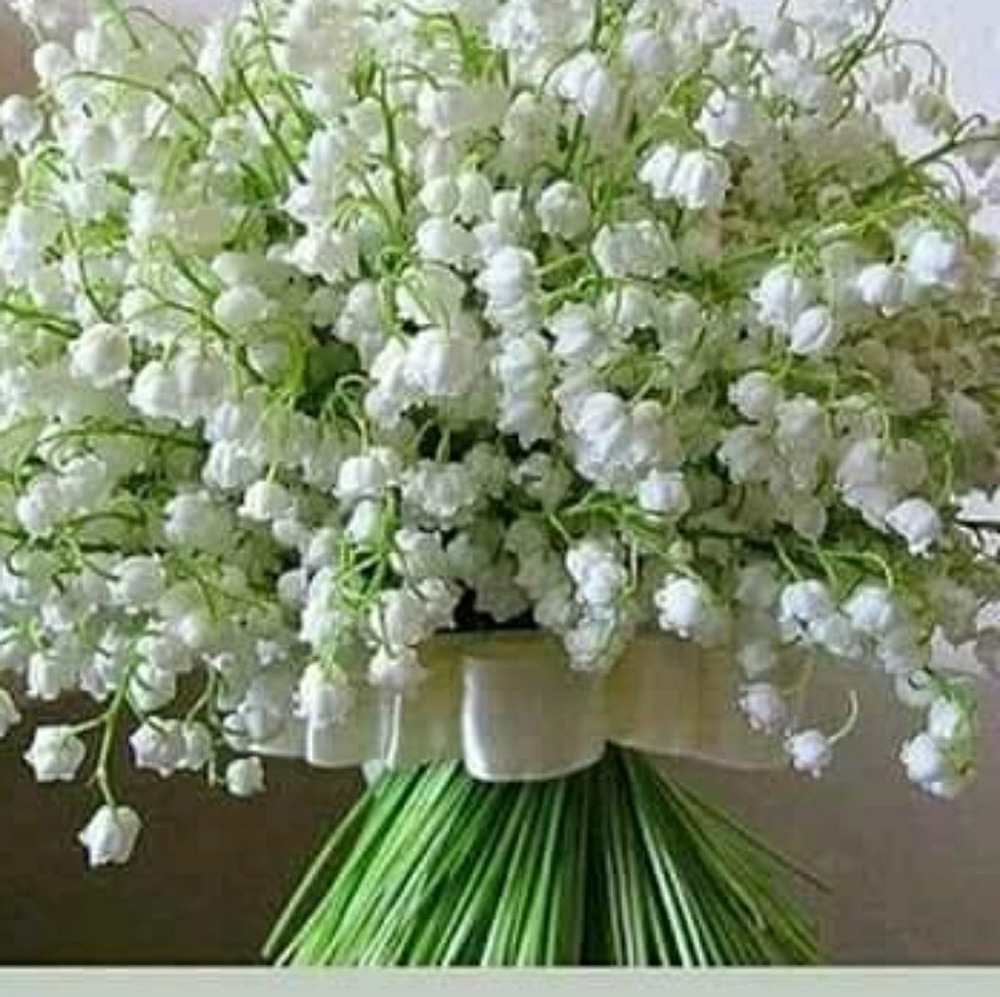 Meet your Posher, Ariane